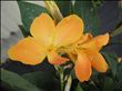 Canna Marmalade